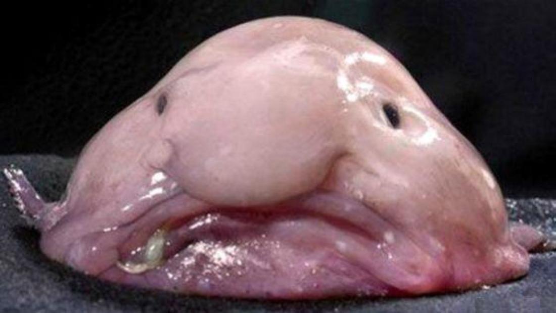 6 Spooky Looking Fish Ready for Halloween