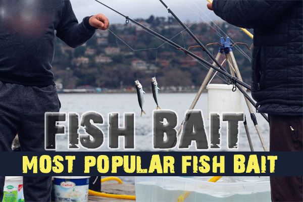 What's the most popular fish bait?